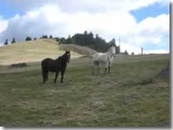 Horses