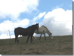 Horses