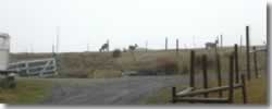 Deer near road