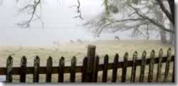 Deer near fence