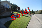 80 Blue Spruce