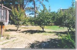 Fruit trees