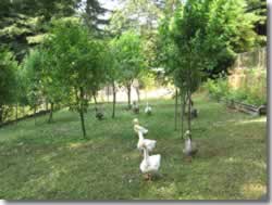 Garden 3