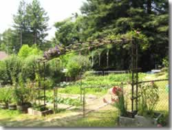 Arbor