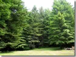 Redwoods