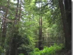 More Trees!