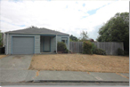 80 Blue Spruce