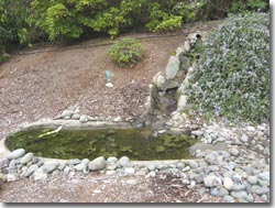 Pond