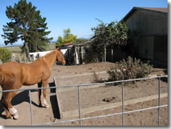 Barn with horse