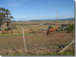 Horse with view