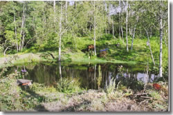 Pond
