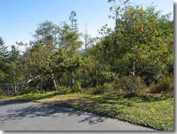 Fruit trees