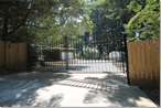 80 Blue Spruce