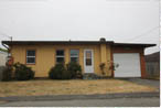 80 Blue Spruce