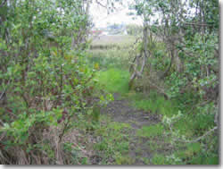 Slough