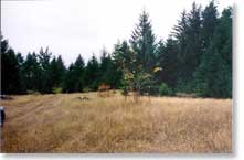 Pasture 1