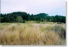Pasture 2