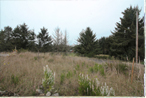 80 Blue Spruce